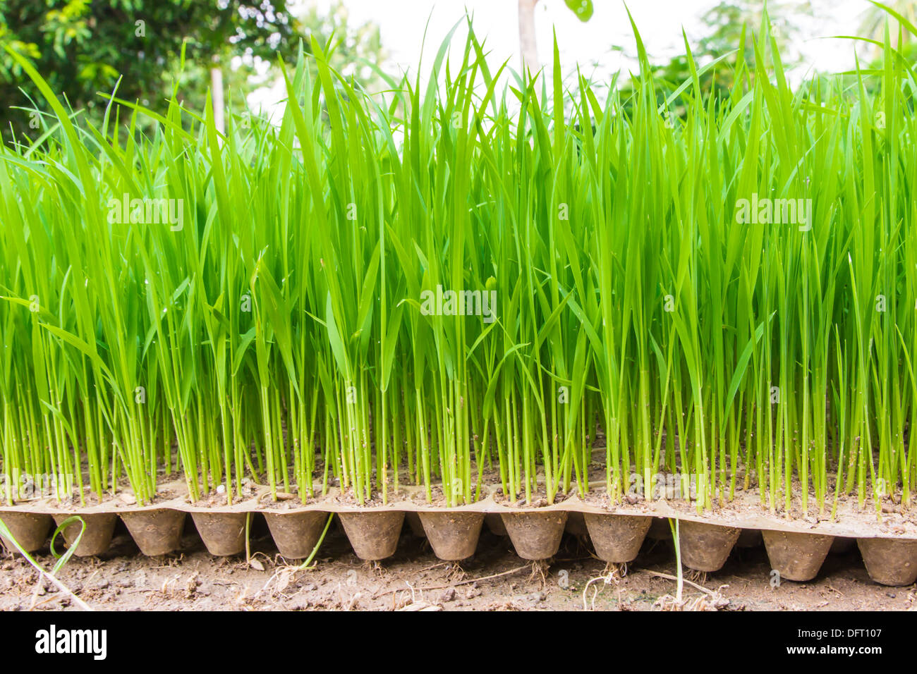 Young rice sprout in the box of nursery tray ready to growing in the