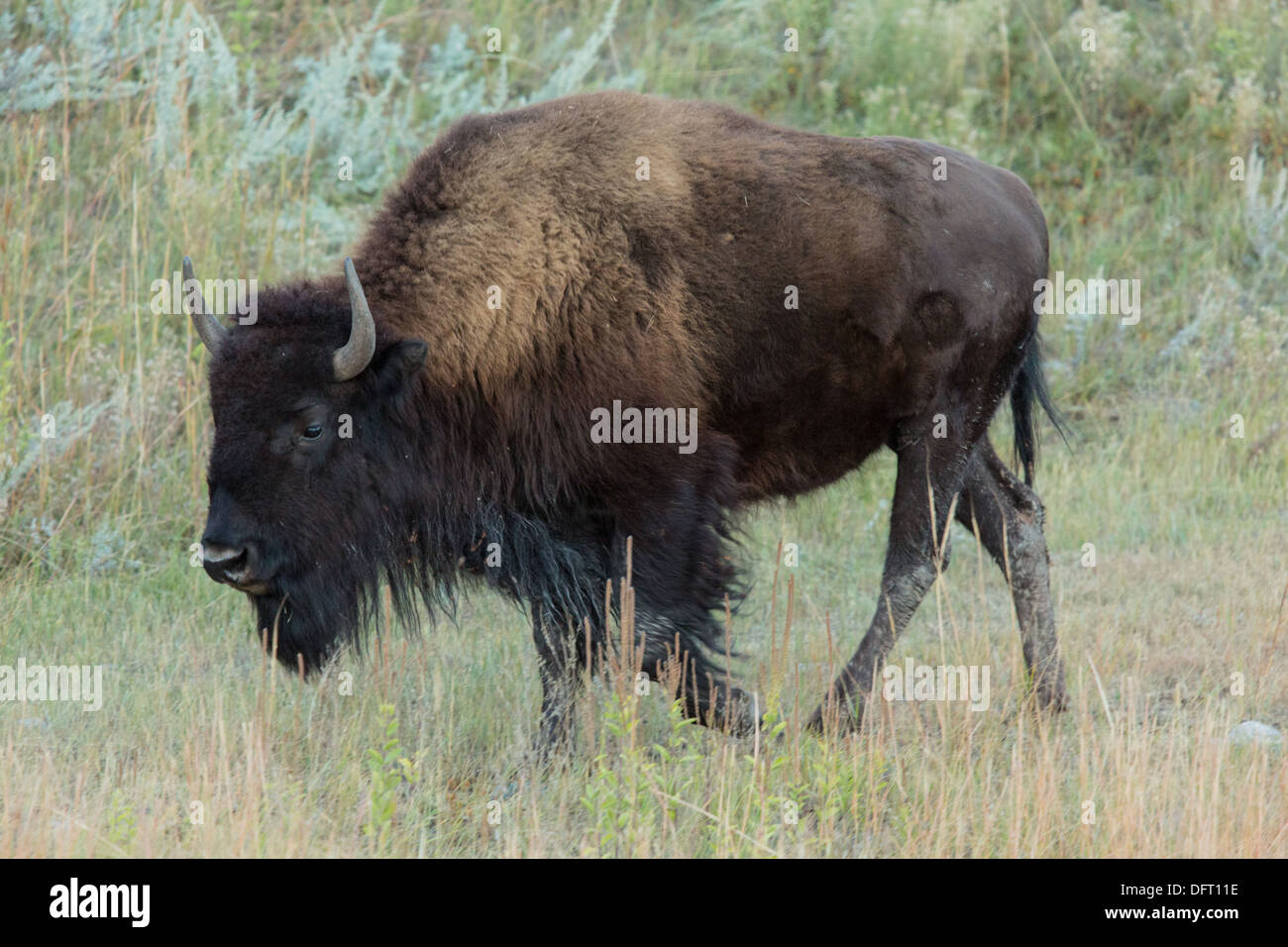 Bison, or buffalo, on the plains in Custer State Park, South Dakota