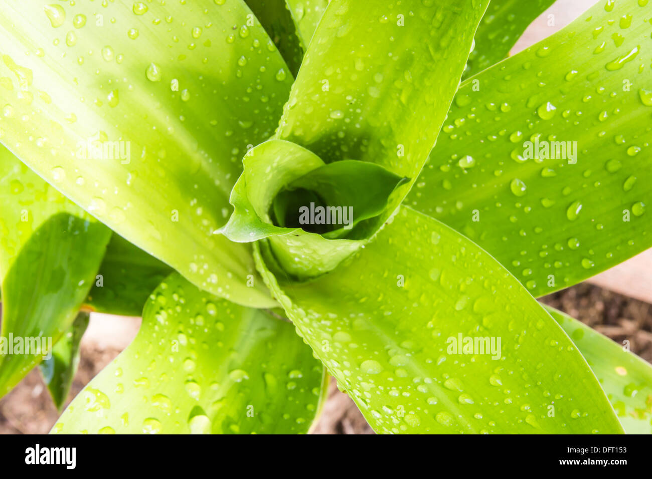 Water drop on green sacred leaf in Thailand, Houseplant Stock Photo