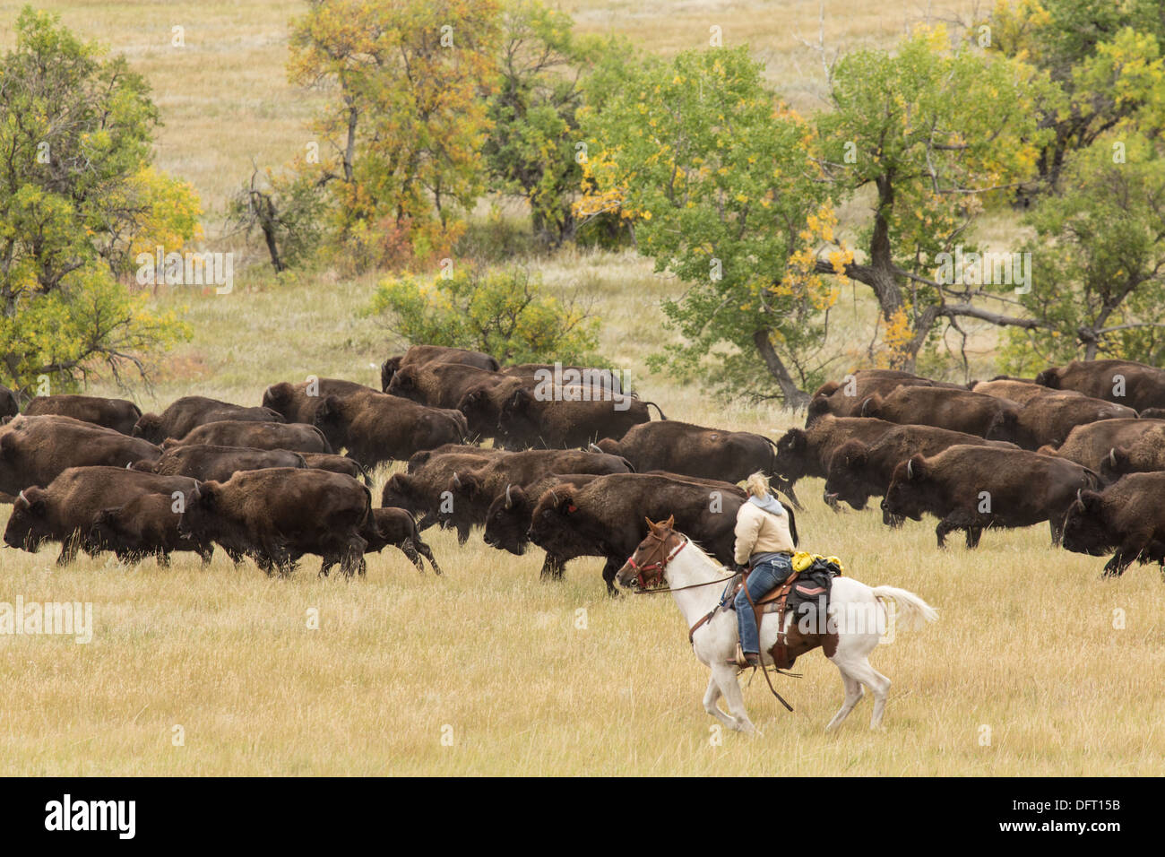 Buffalo roundup in Custer State Park, South Dakota Stock Photo