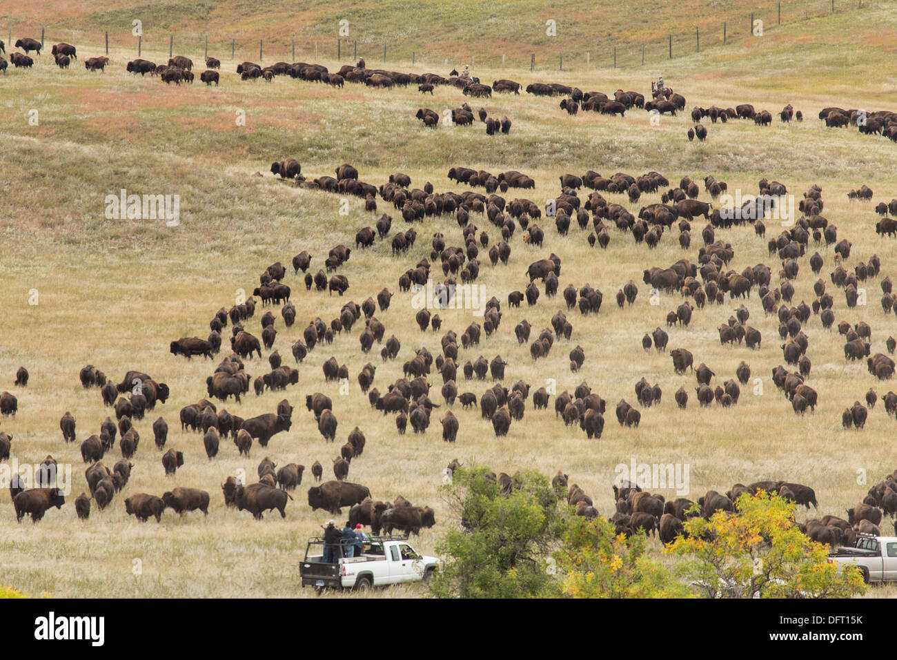 Buffalo roundup at Custer State Park in South Dakota Stock Photo Alamy