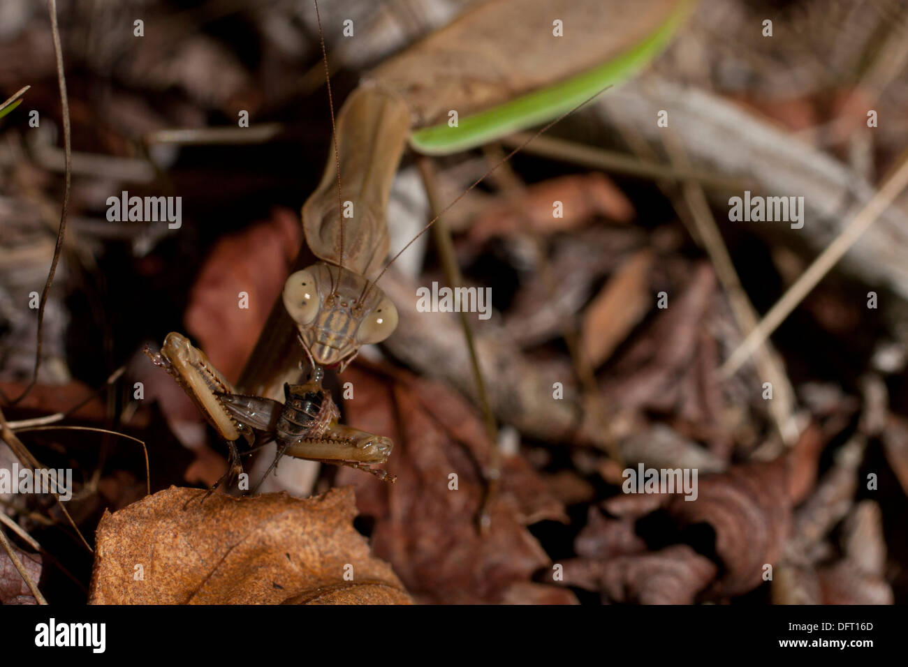 Closeup of a chinese mantis eating a cricket - Tenodera sinensi Stock Photo