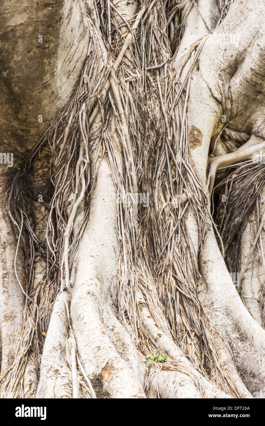 Close-up of a Banyan interlaced roots in garden Stock Photo - Alamy