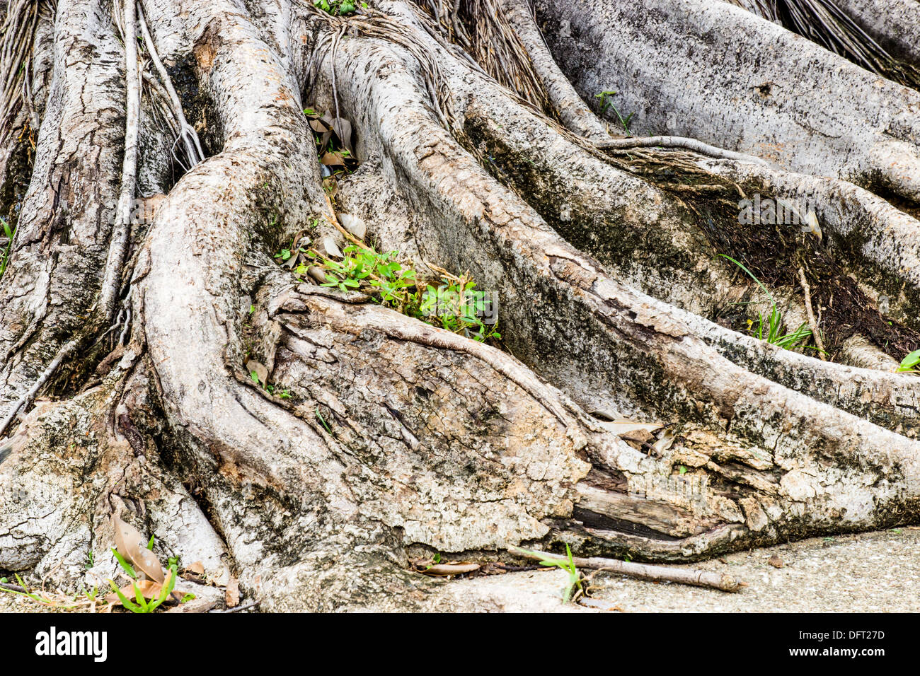Close-up of a Banyan interlaced roots in garden Stock Photo - Alamy