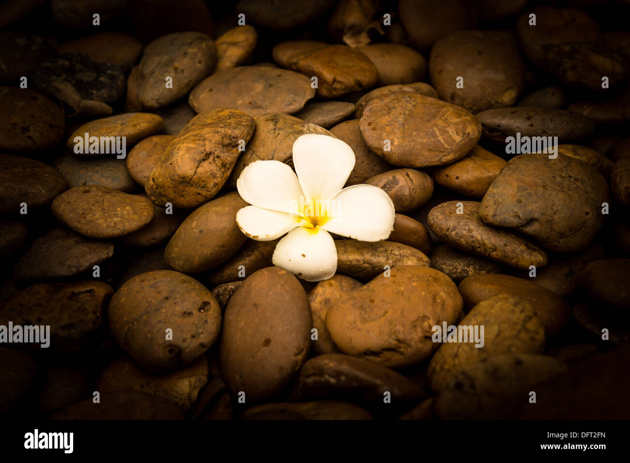 Alone a Frangipani (plumeria) flower on river stone background Stock Photo