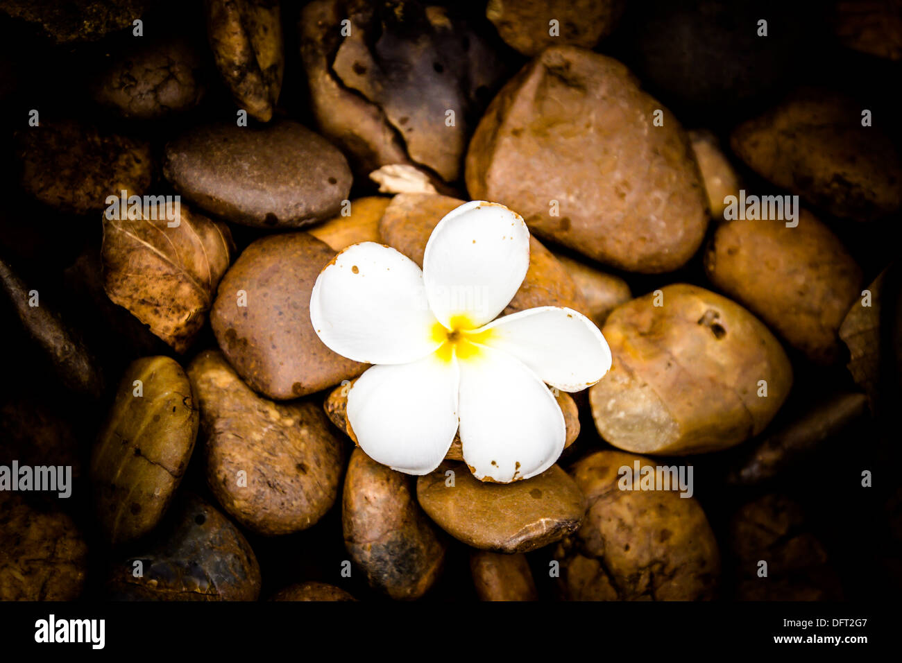 Alone a Frangipani (plumeria) flower on river stone background Stock Photo