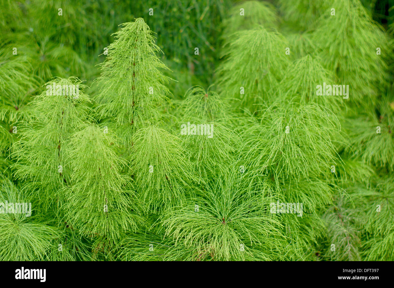 Fresh green wood horestail Equisteum sylvaticum Stock Photo