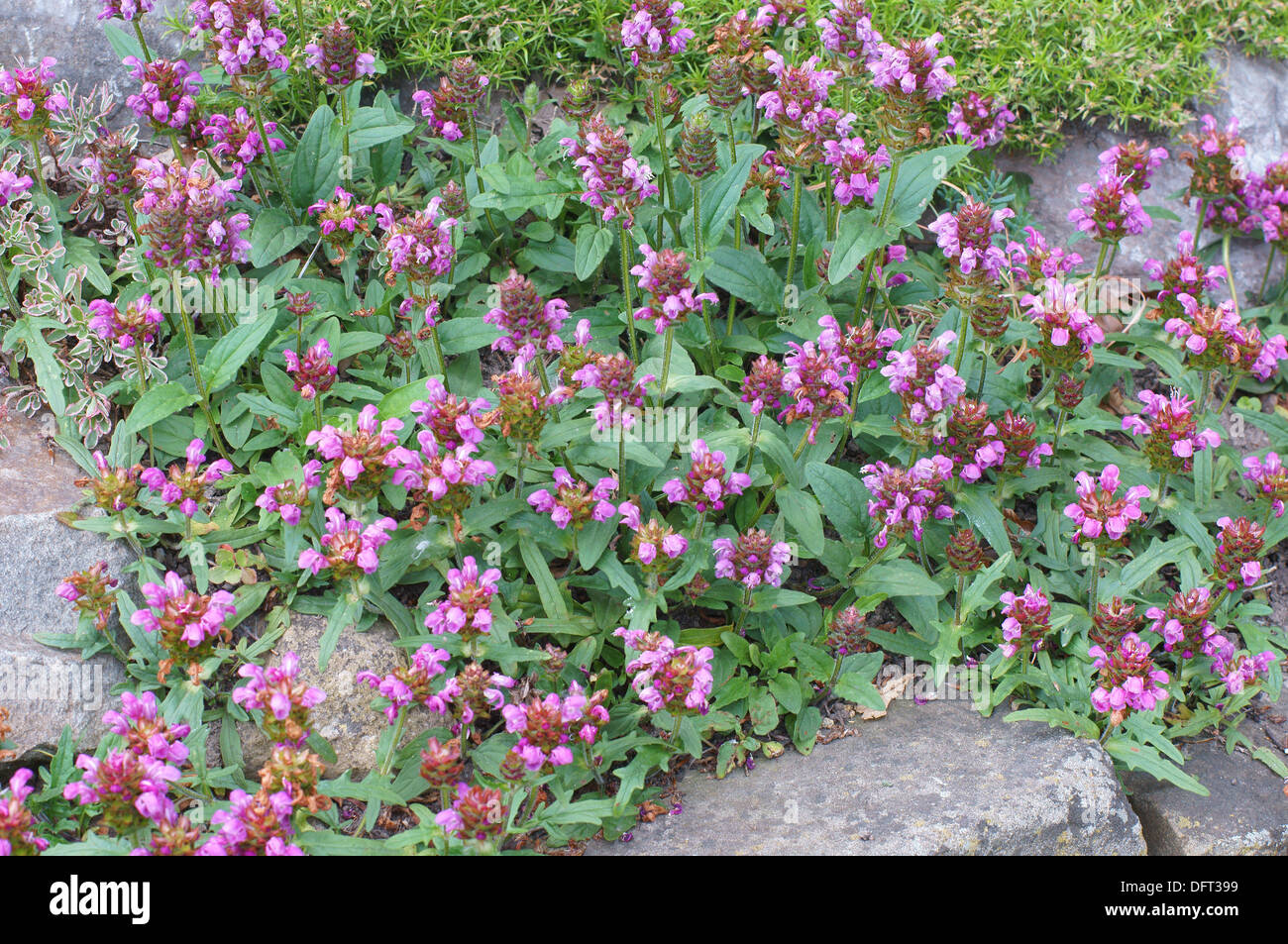 Prunella bicolor in full bloom Stock Photo