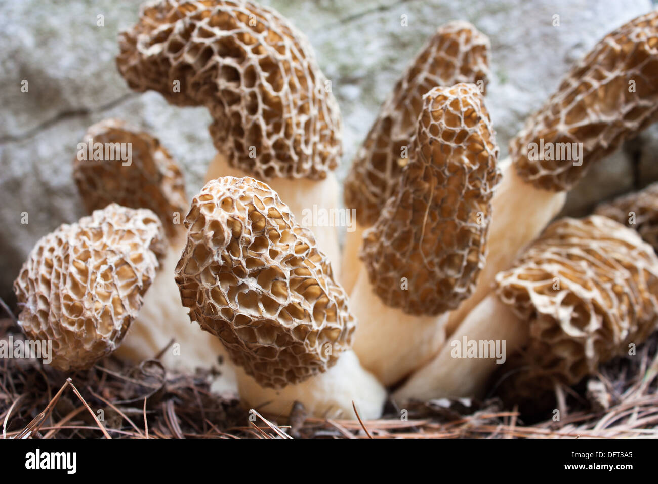 a group of black morels in South west Ontario. Close up with focus on front one. Stock Photo