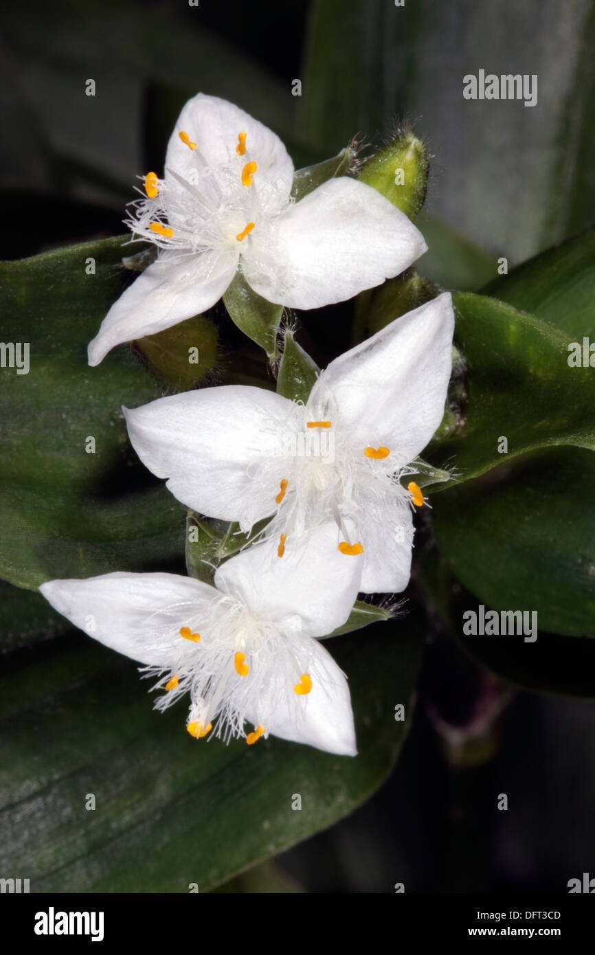 Close-up of flowers of Whte Tradescantia / Spiderwort / Wandering Jew plant - Tradescantia pallida - Family Commelinaceae Stock Photo