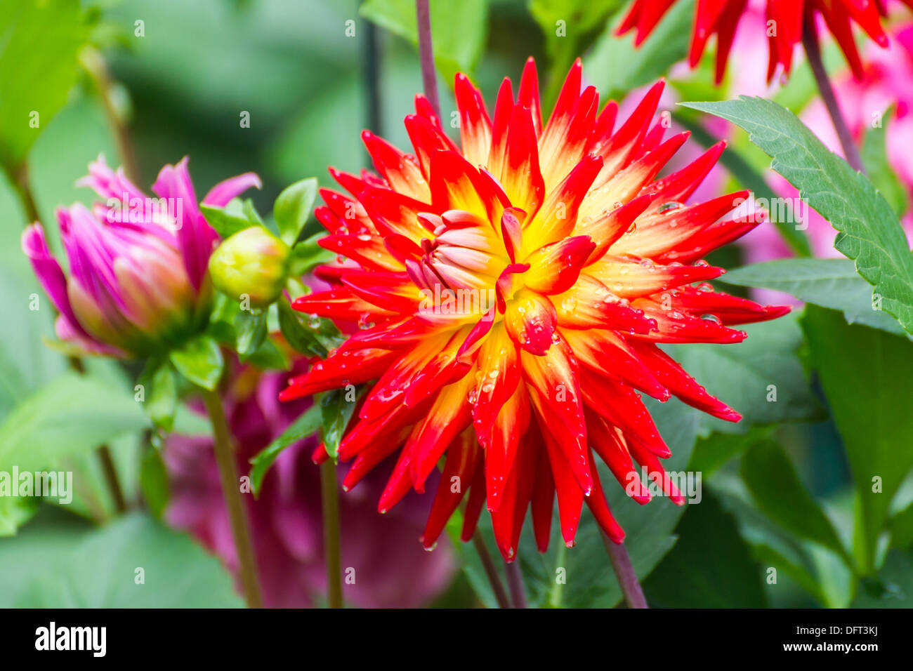 Red orange chrysanthemum hi-res stock photography and images - Alamy
