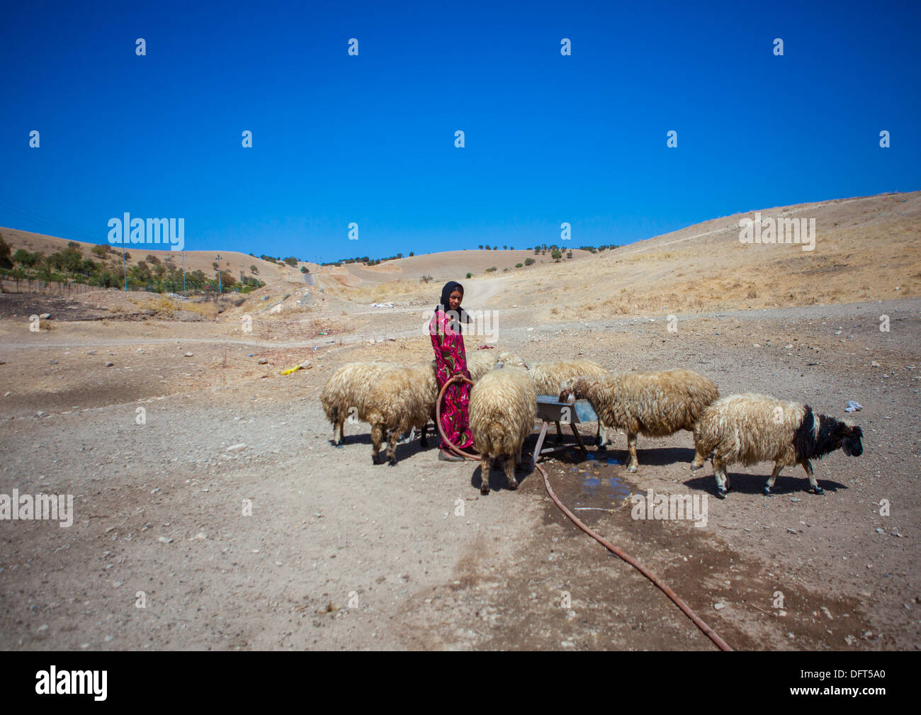 Kurdish Sheperd, Azaban, Kurdistan, Iraq Stock Photo