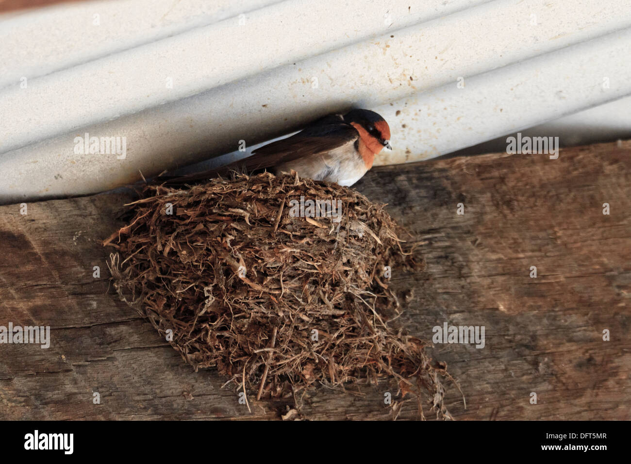 Welcome Swallow (Hirundo neoxena ) on nest Stock Photo