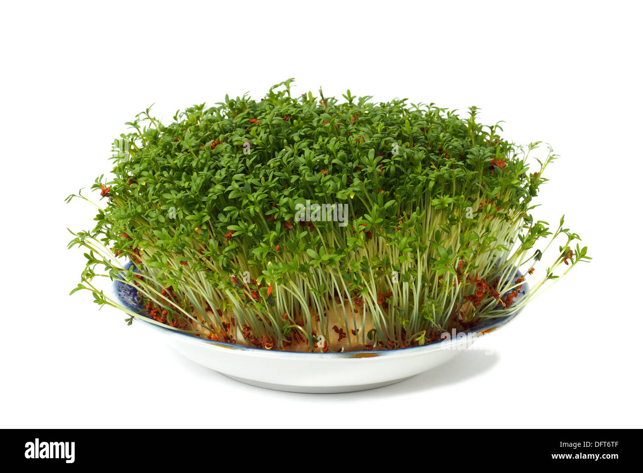 Young cardamine plants on white background Stock Photo - Alamy