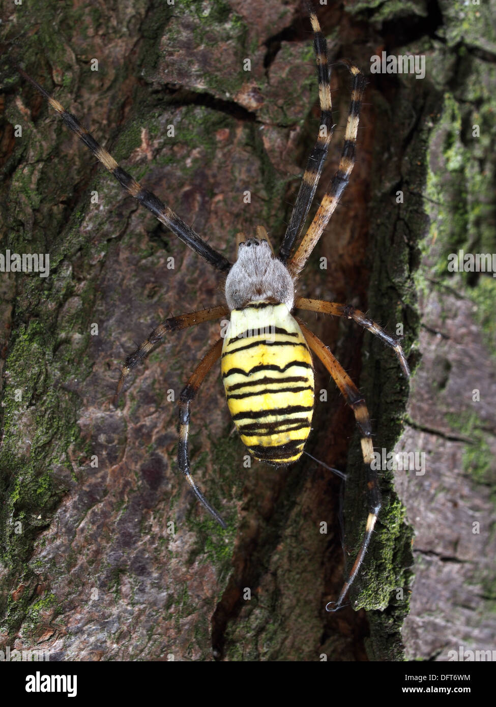 Macro of the wasp spider (Argiope bruennichi) on a tree. Stock Photo