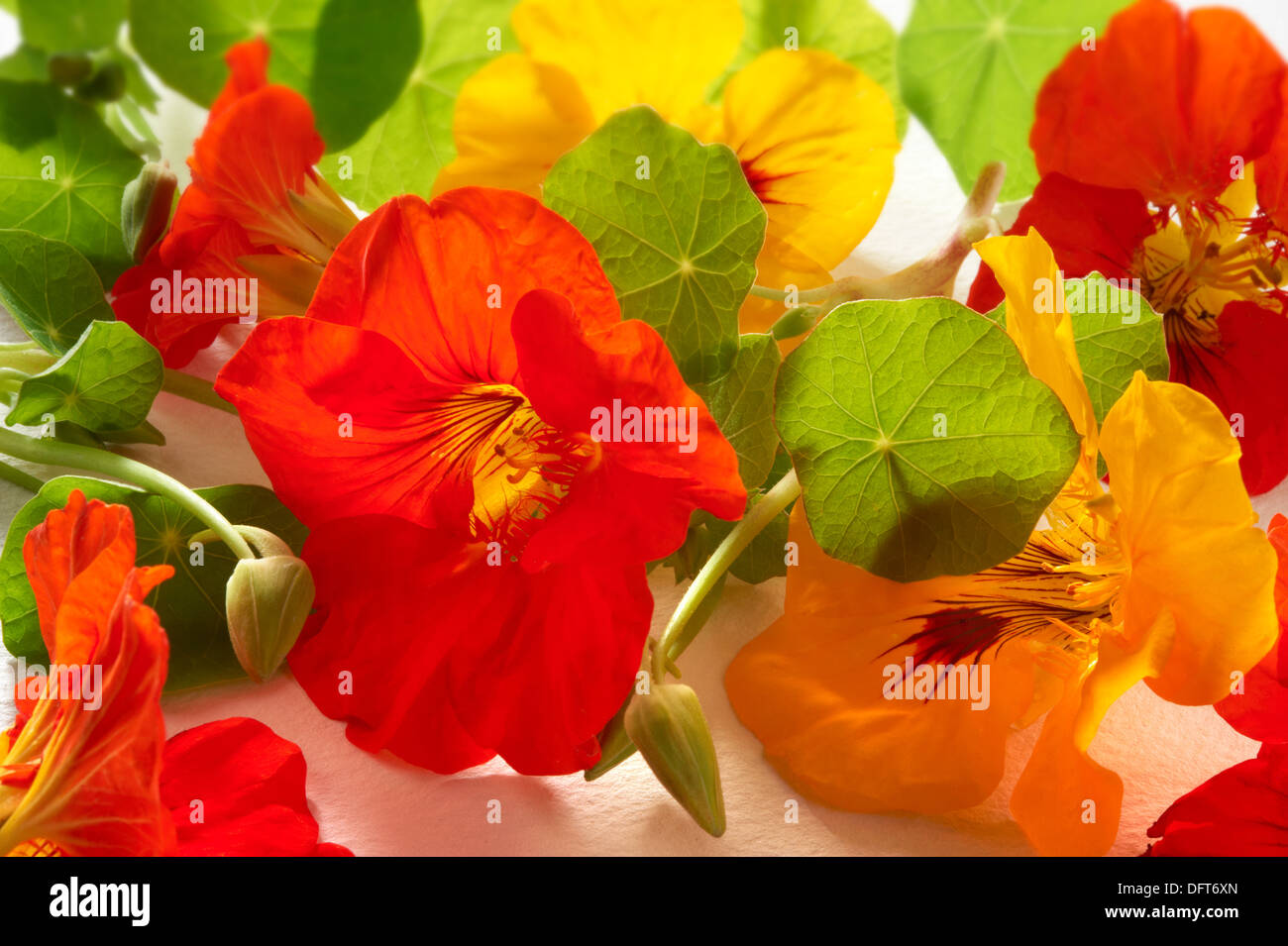 Fresh nasturtium flowers & leaves Stock Photo