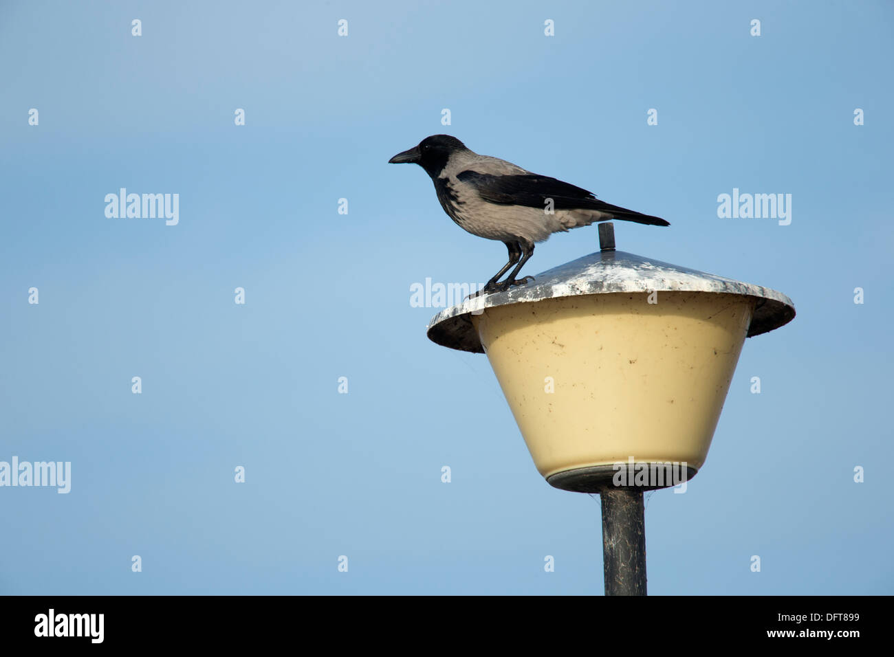 A Hooded Crow on a lamppost Stock Photo