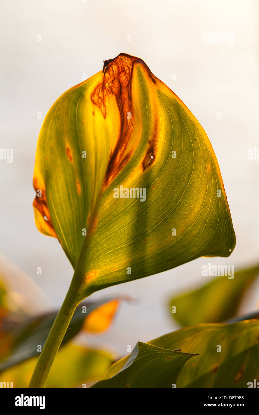Beautiful leaves Stock Photo