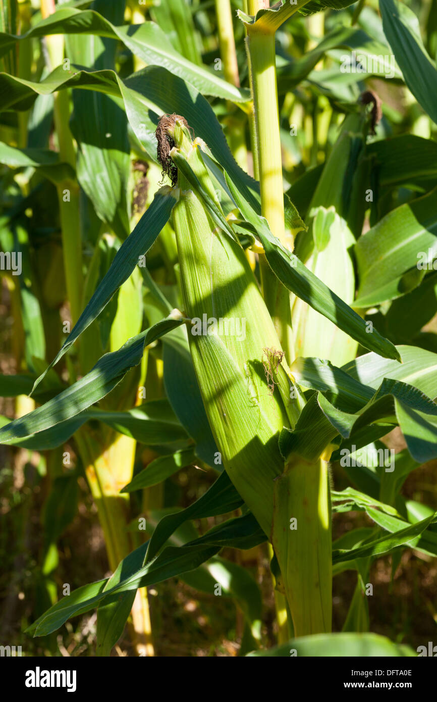 Sweet maize Stock Photo