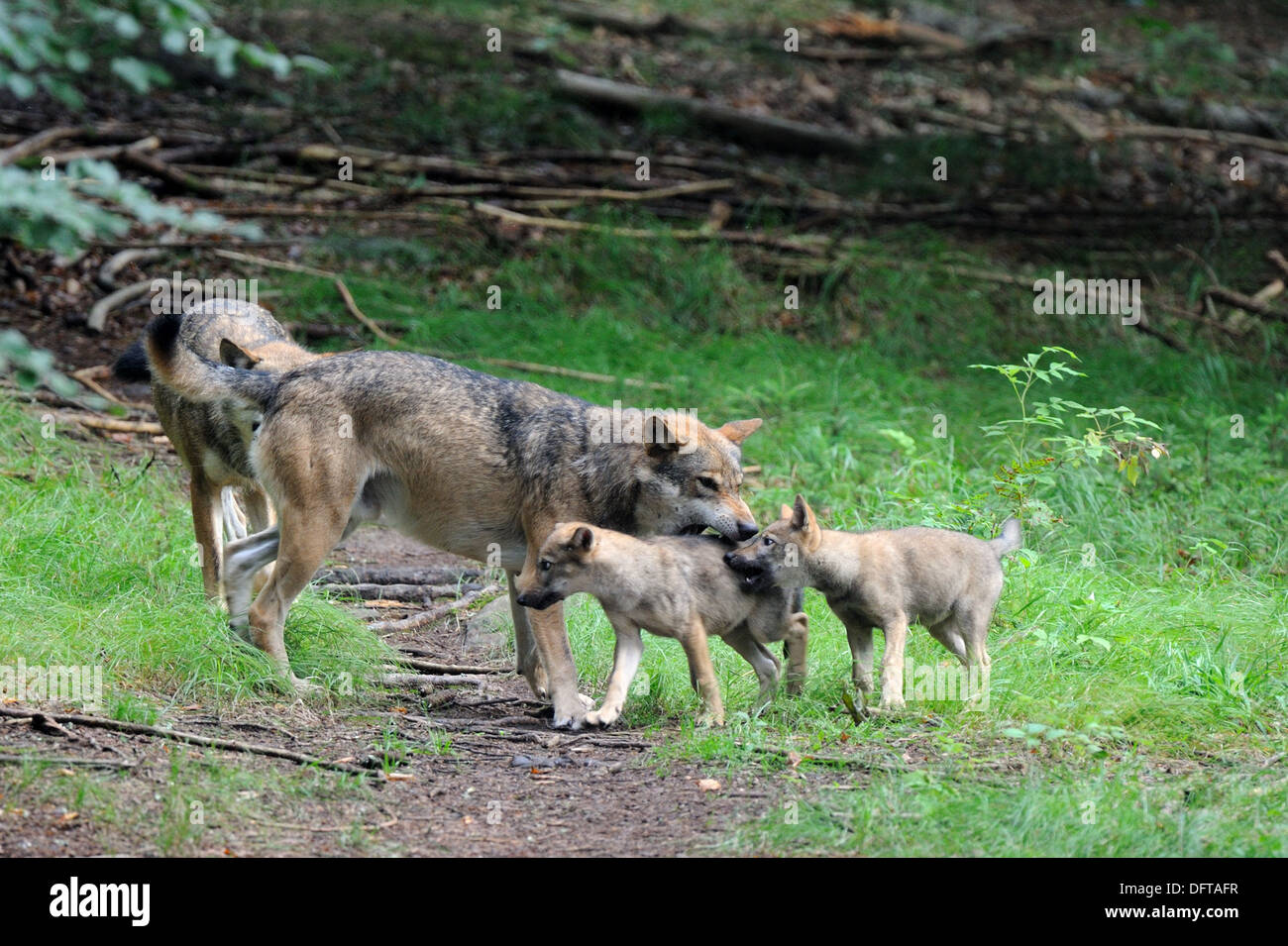 European grey wolf adult playing with pups aged 2 months old Canis lupus captive, Bayerischerwald National Park, Germany Stock Photo