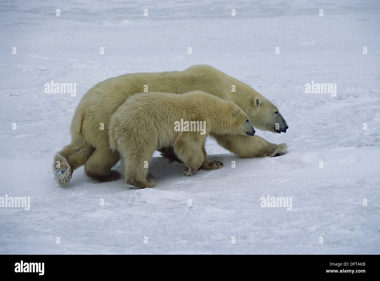 Polar bear cub sow protecting cub (Ursus maritimus Stock Photo Alamy