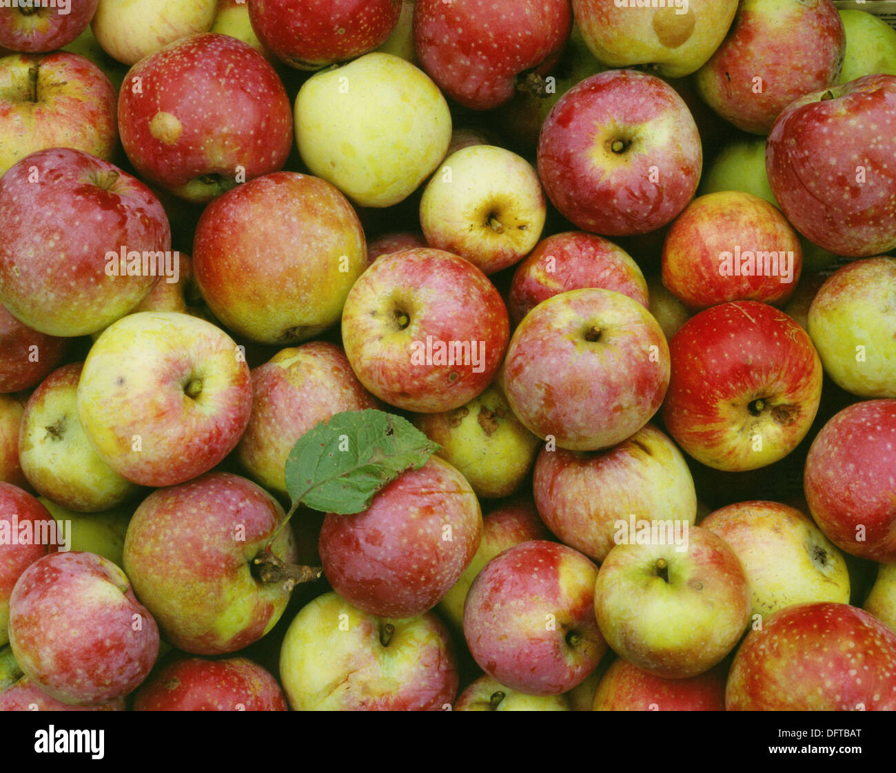 What Are Summer Apples? : The Best 10 Summer Fruits – ENBS