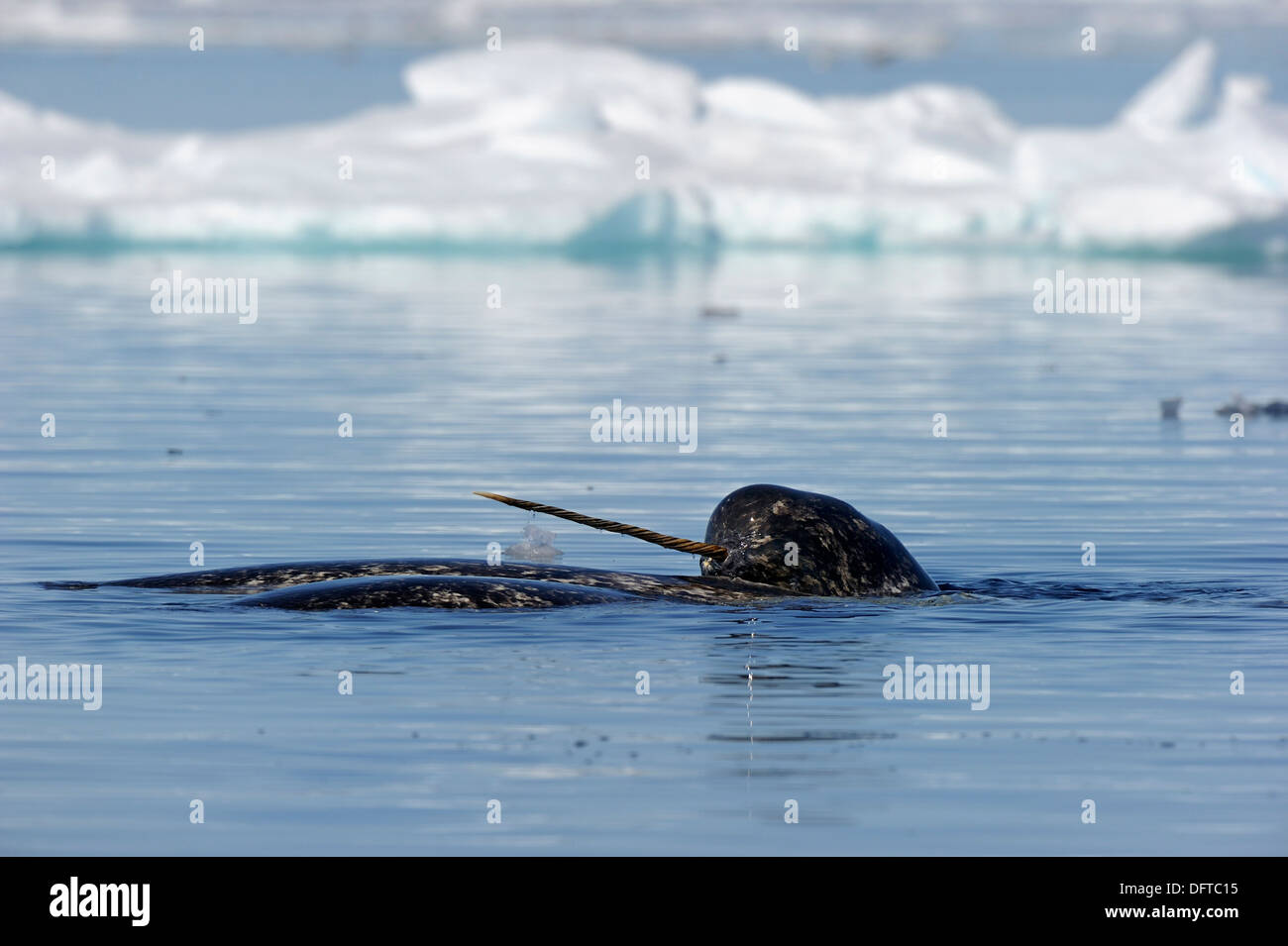 Narwhals showing tusks above water Monodon monoceros Baffin Island, Nunavut, Canada Stock Photo