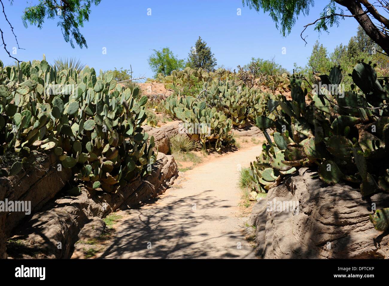 Living Desert Zoo and Gardens Carlsbad New Mexico Stock Photo Alamy