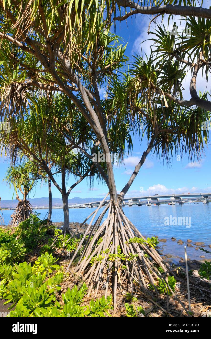 Exposed roots of palm trees Pearl Harbor Hawaii Stock Photo Alamy