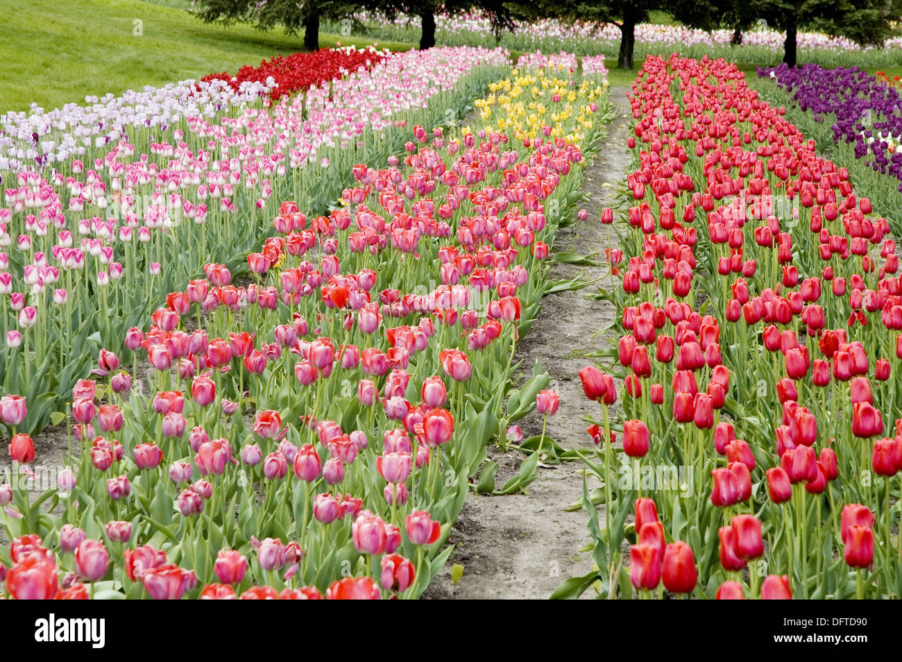 Holland, Michigan. USA. Tulip Flower Gardens Stock Photo Alamy