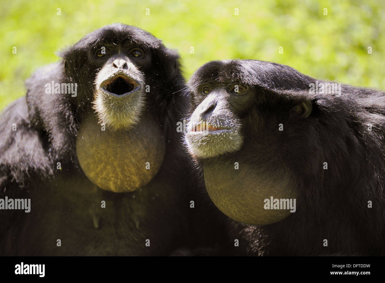 Siamang open mouth hi-res stock photography and images - Alamy