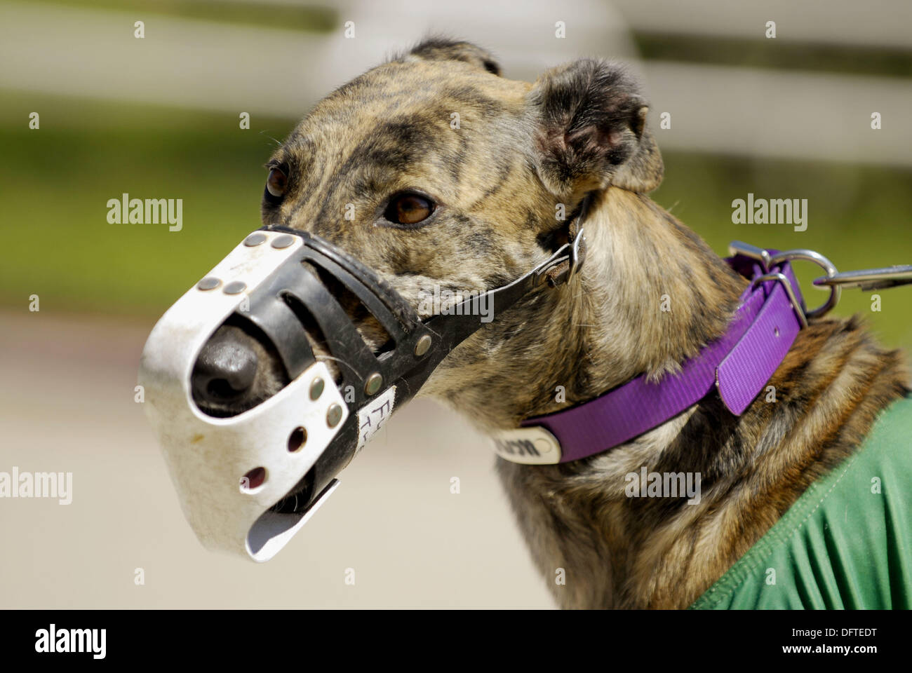 Greyhound dog racing at the Sarasota Kennel Club. Florida. USA Stock