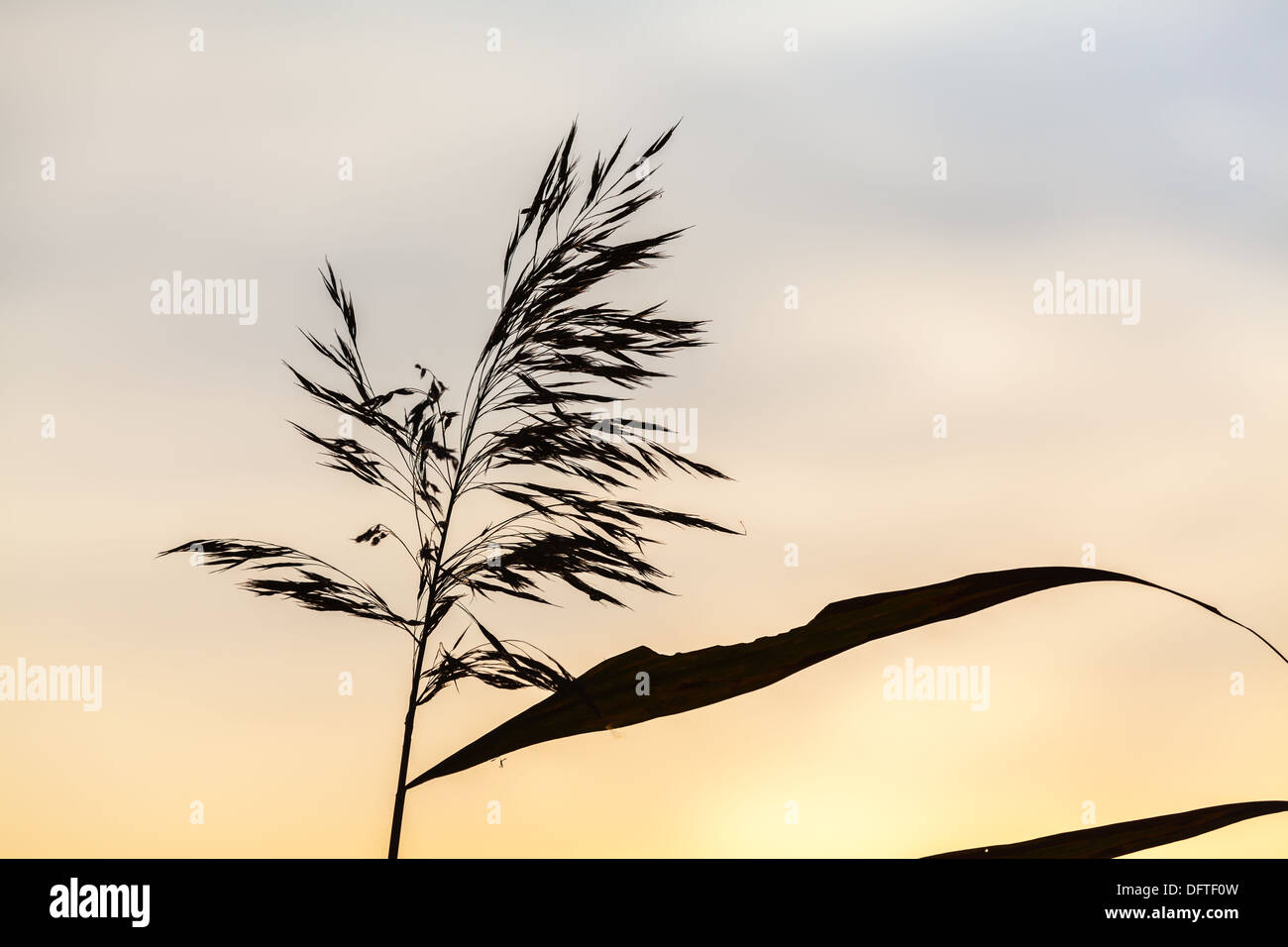 Beautiful reed silhouette Stock Photo