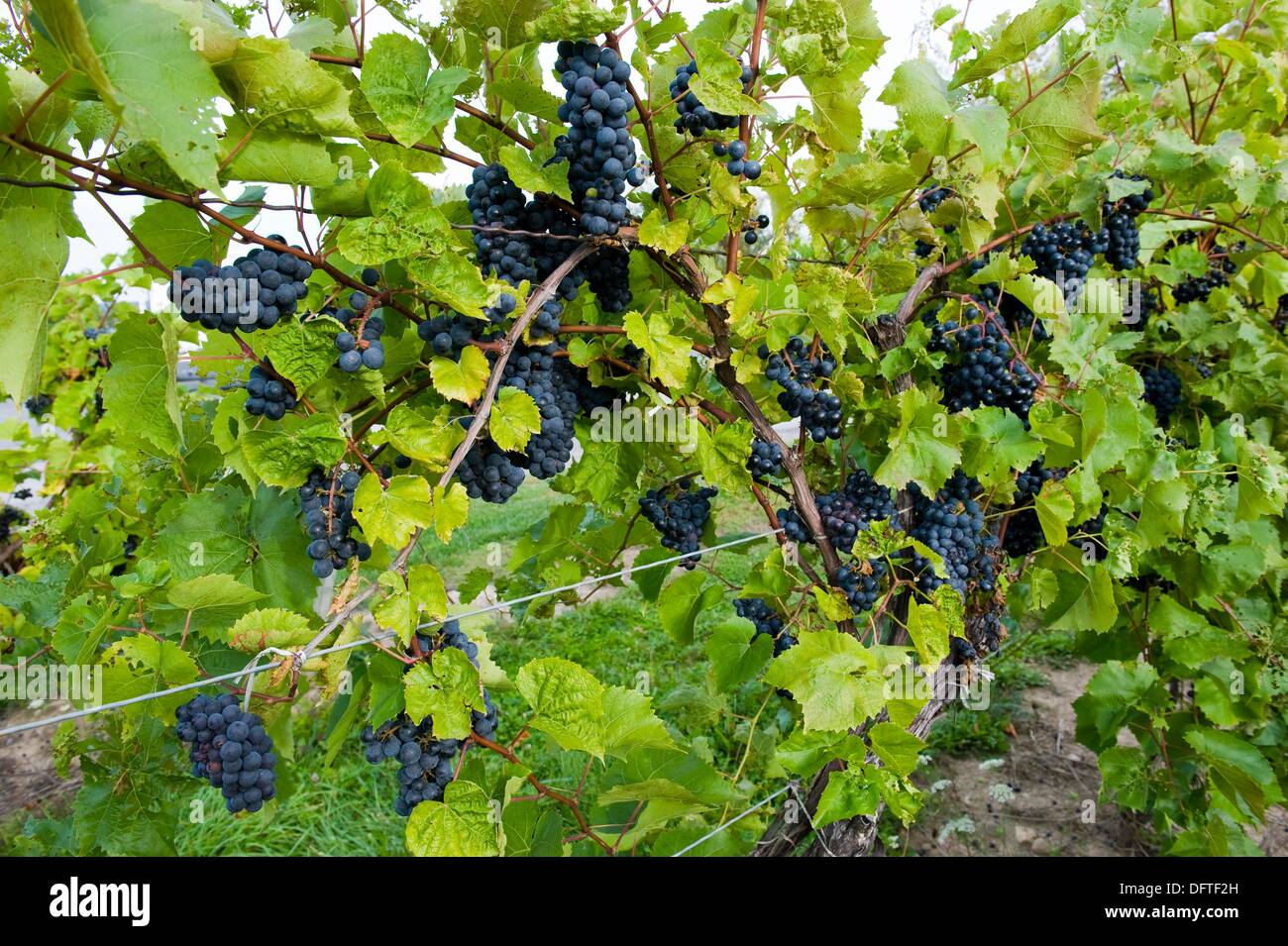 Grapes on Vines Finger Lakes Region New York Stock Photo Alamy