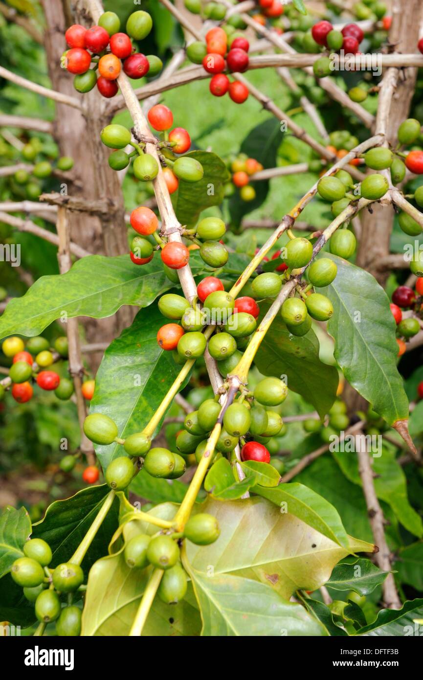 Coffee Bean Plants Stock Photos & Coffee Bean Plants Stock Images Alamy