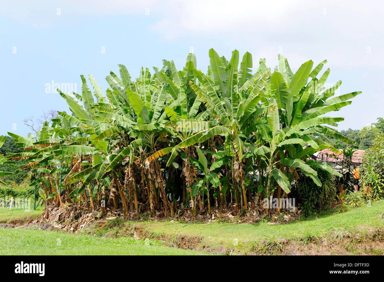 Banana Trees Kona Hawaii Pacific Ocean Stock Photo Alamy