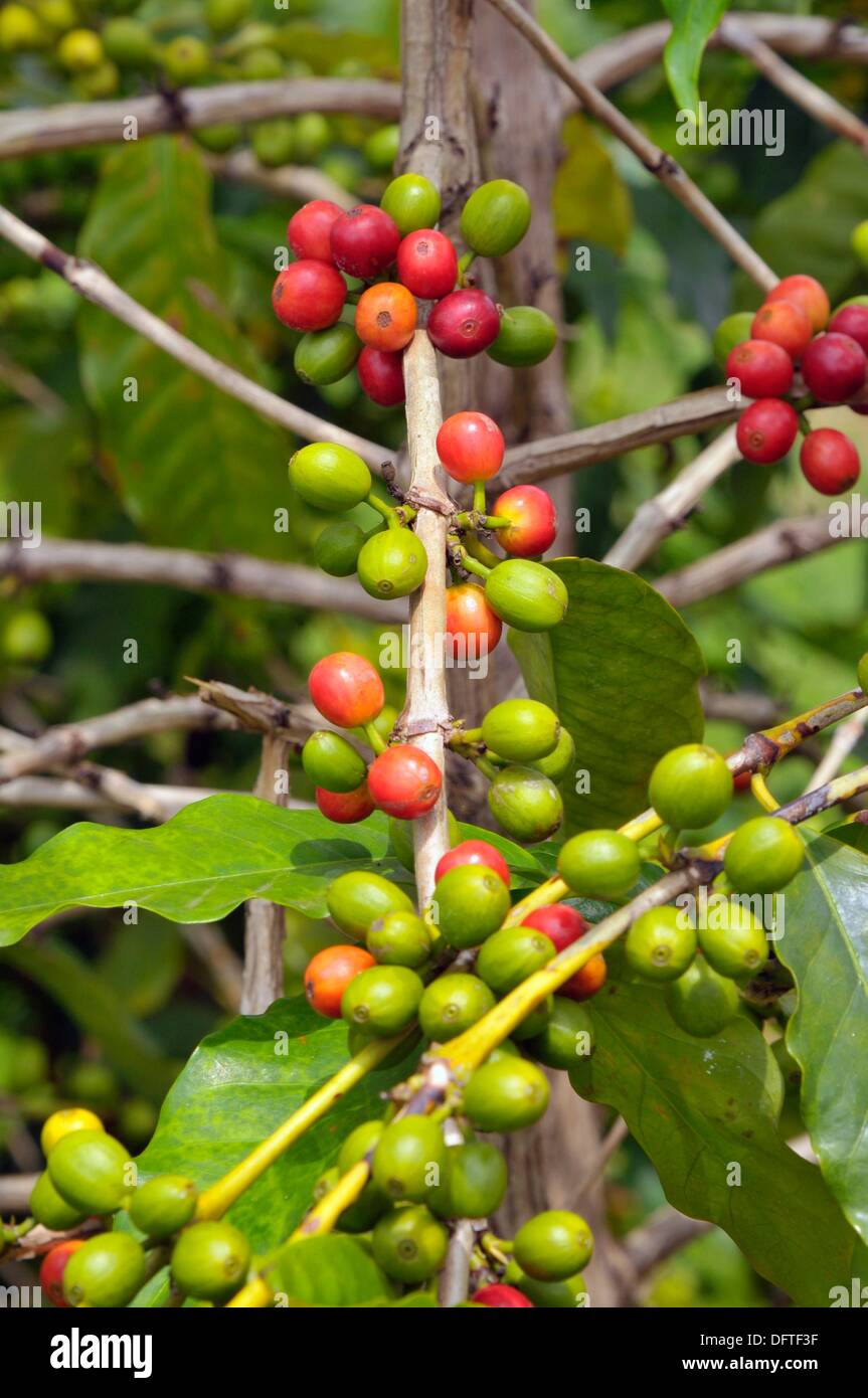 Coffee Beans Kona Plantation Hawaii Pacific Ocean Stock Photo Alamy