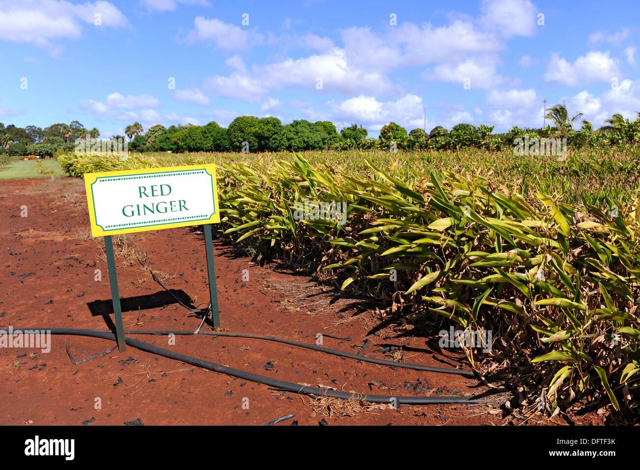 Red Ginger Plants Dole Plantation Wahiawa Honolulu Hawaii Oahu Pacific