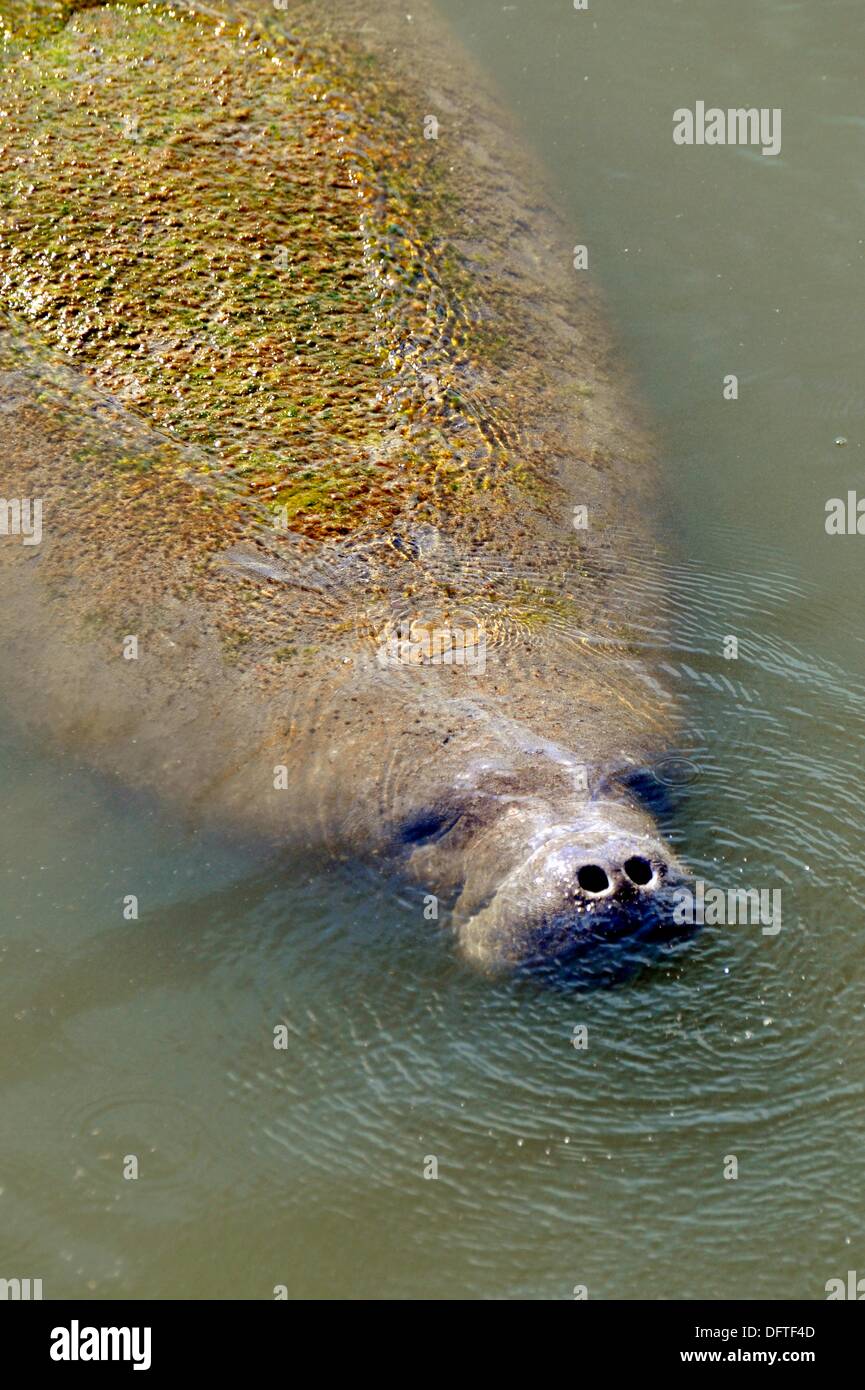 Tampa Electric TECO Manatee Viewing Center 