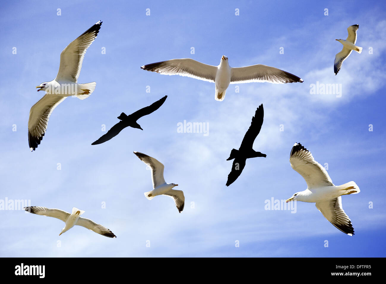 bird sea gulls in flight Stock Photo Alamy