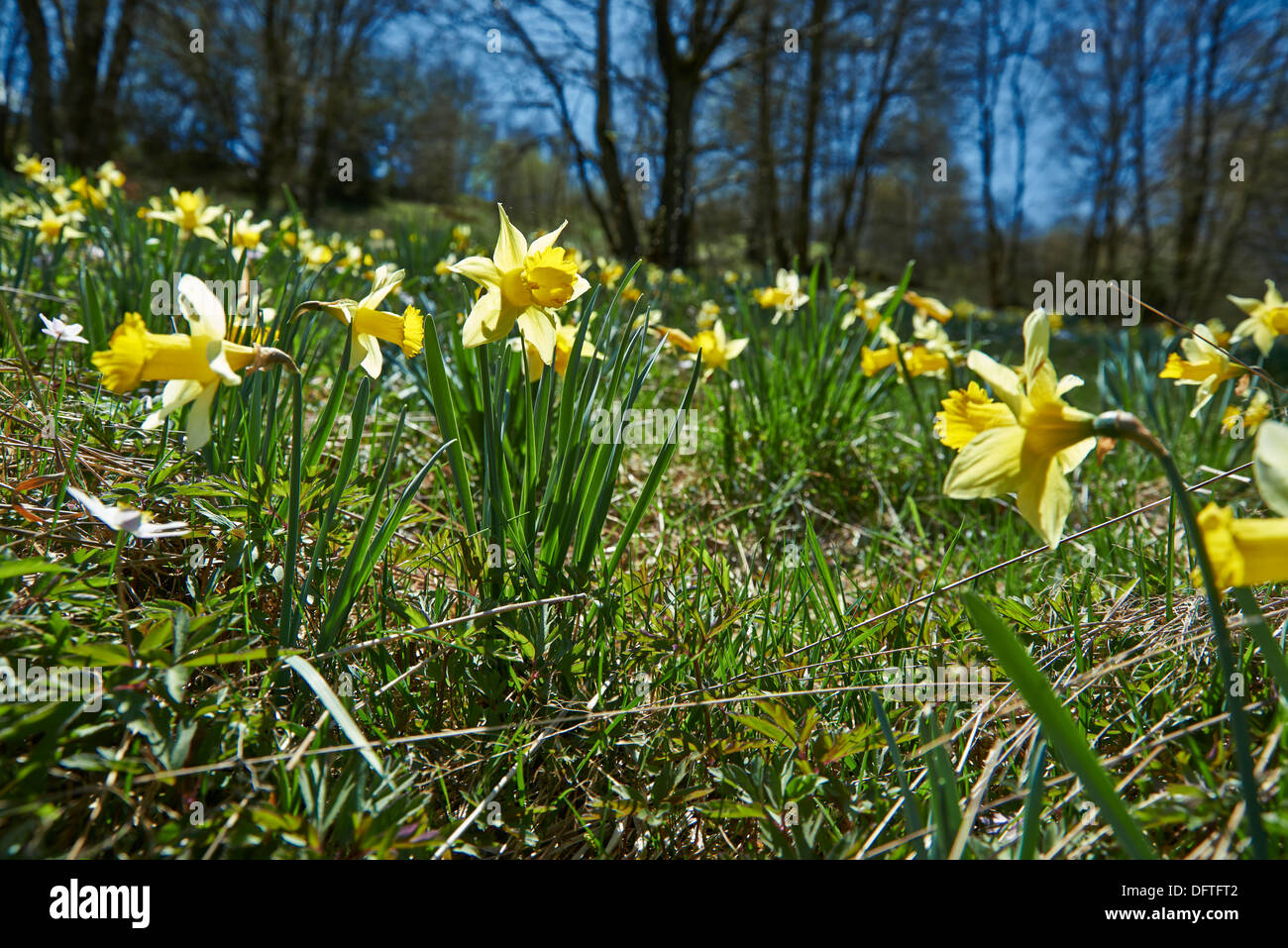 wild yellow Narcissus or Daffodils (Narcissus pseudonarcissus), Perlenbachtal, National Park Eifel, Monschau-Hoefen, Germany Stock Photo
