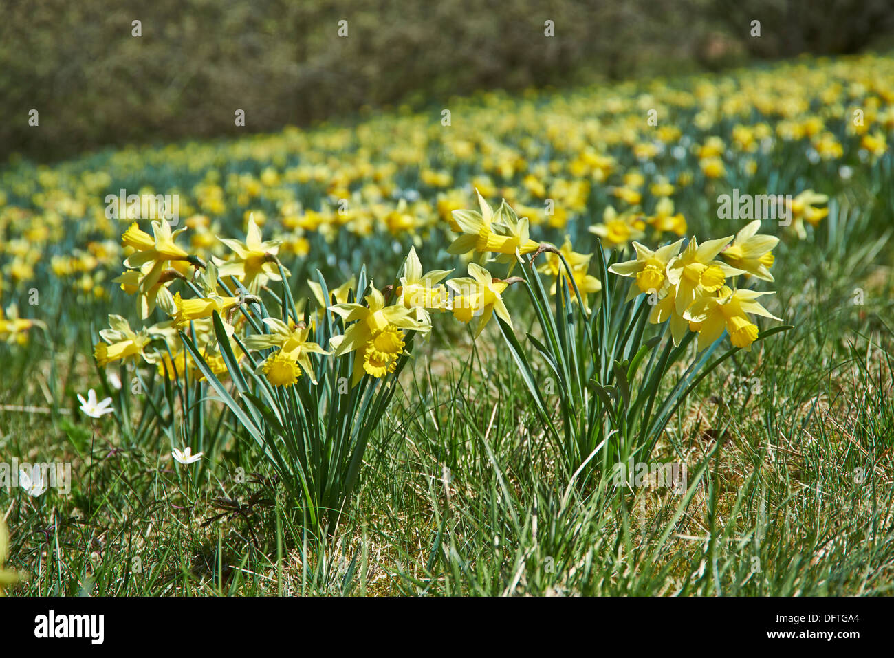 wild yellow Narcissus or Daffodils (Narcissus pseudonarcissus), Perlenbachtal, National Park Eifel, Monschau-Hoefen, Germany Stock Photo