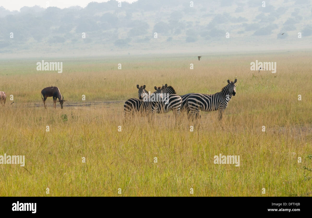 African Plains Zebra Equus burchelli Northern Akagera National Game