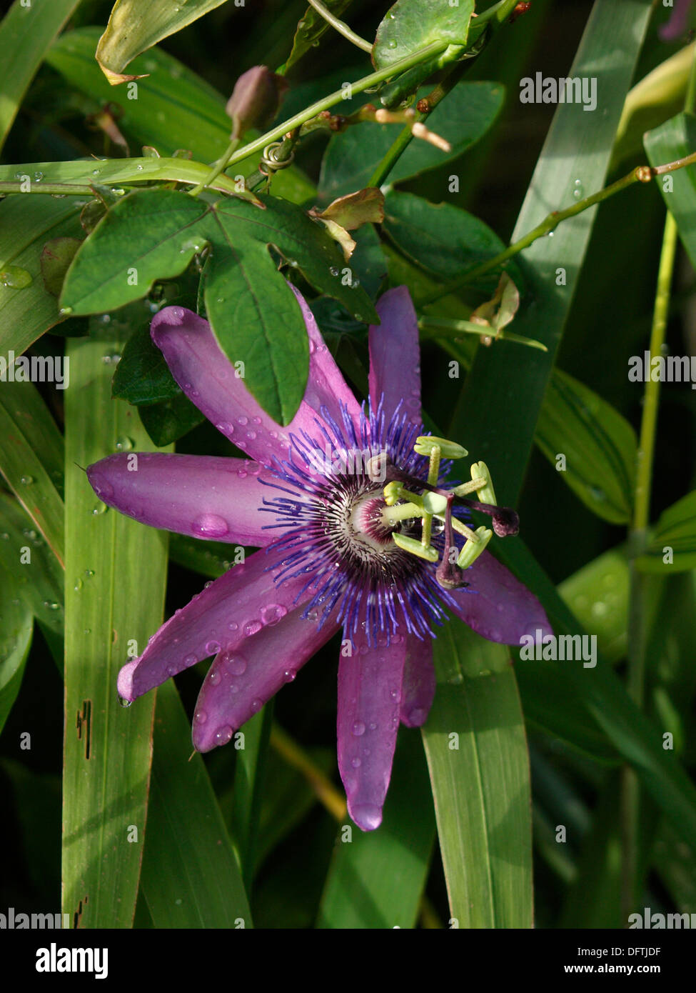 Purple passion flower, UK Stock Photo Alamy