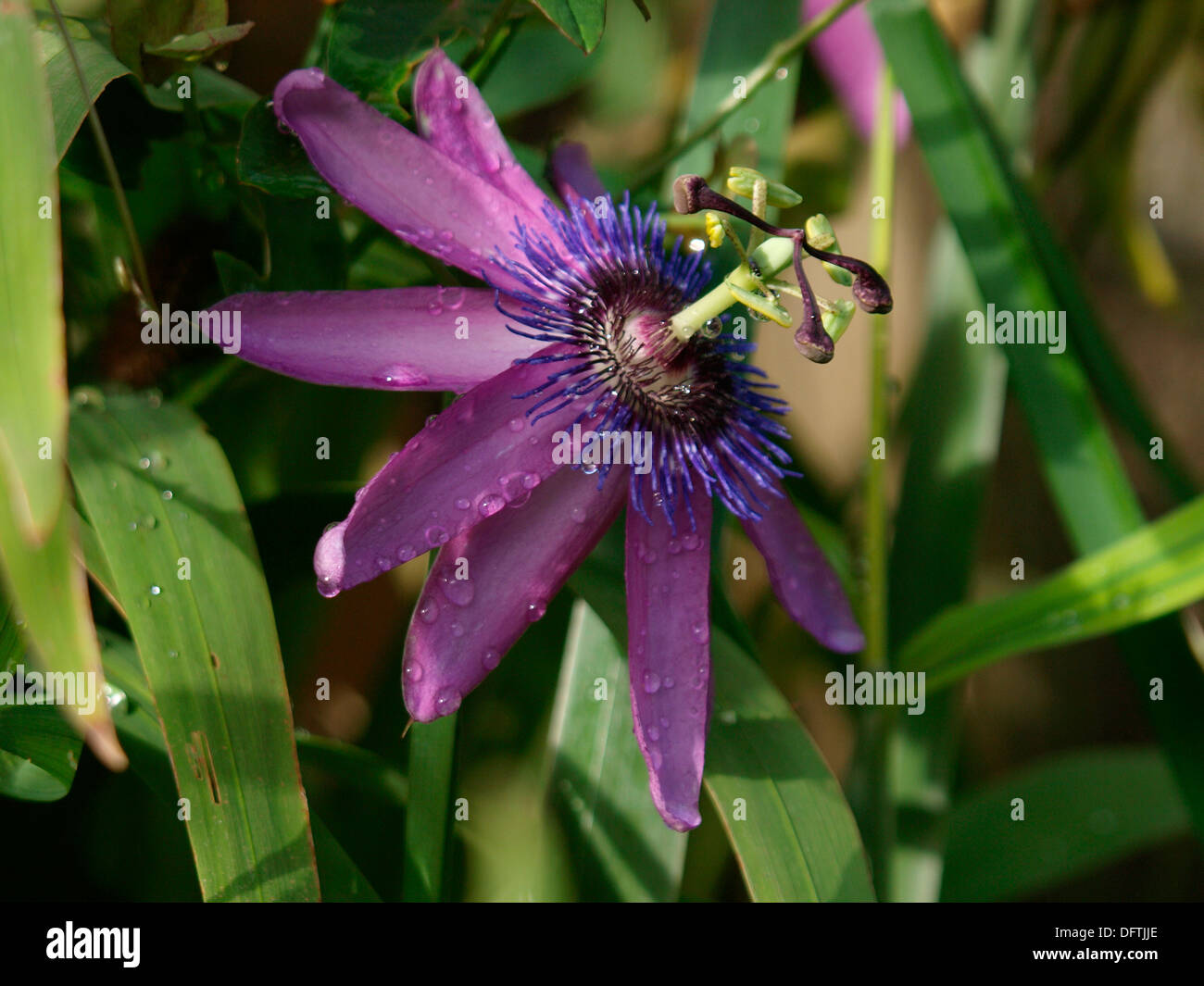 Purple passion flower hires stock photography and images Alamy