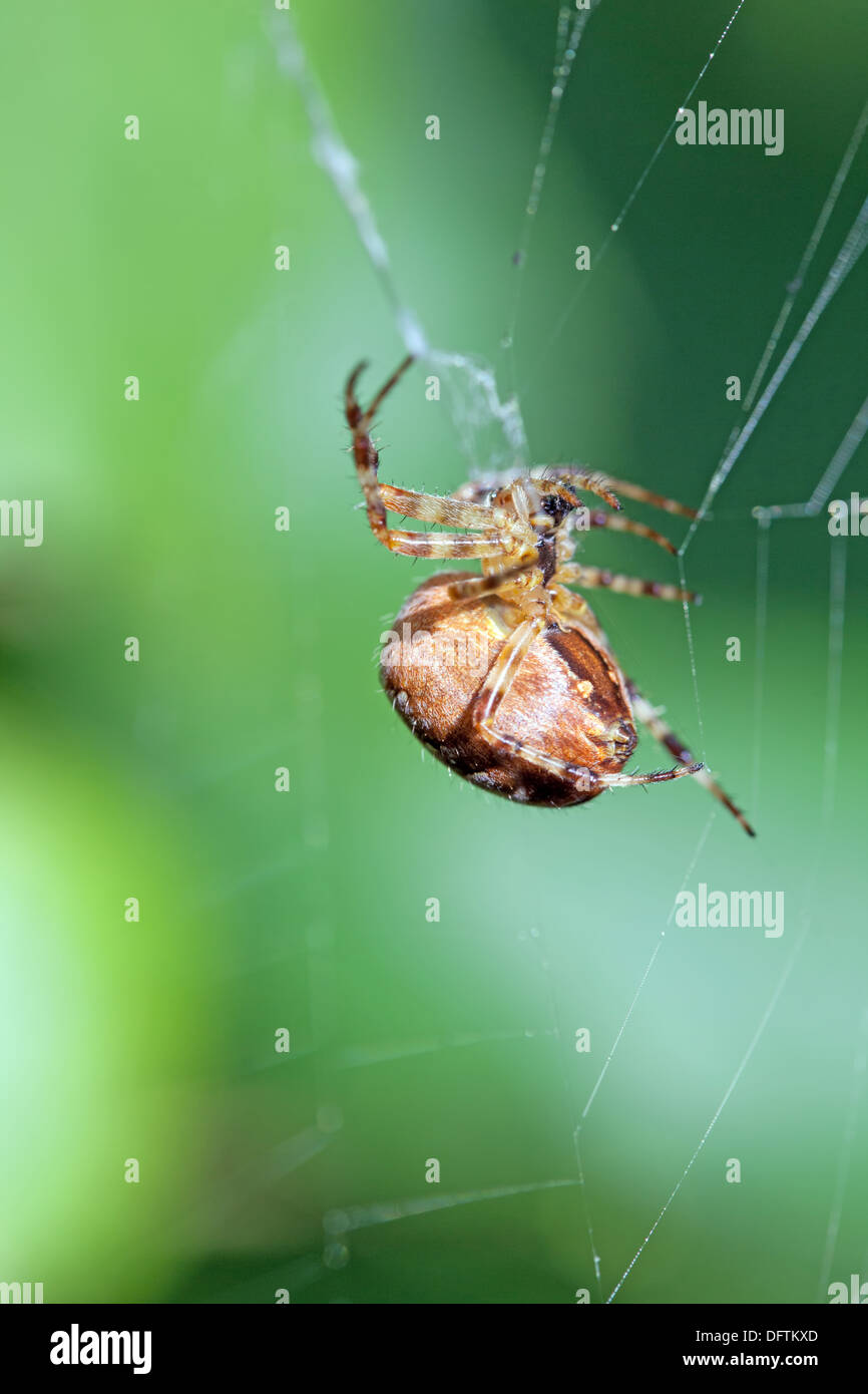 The poisonous spider sits in a web Stock Photo