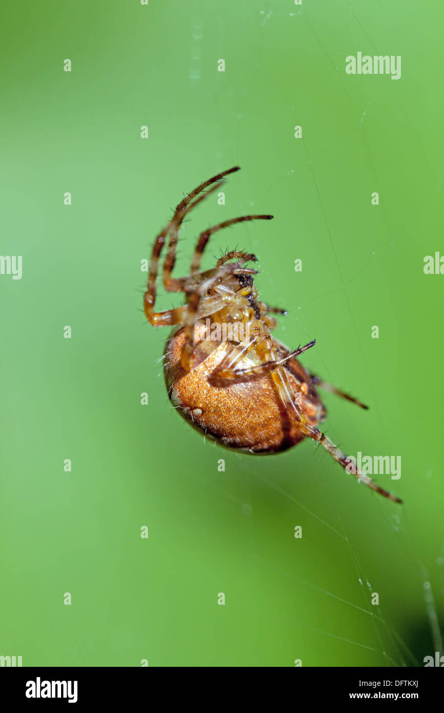 The poisonous spider sits in a web Stock Photo