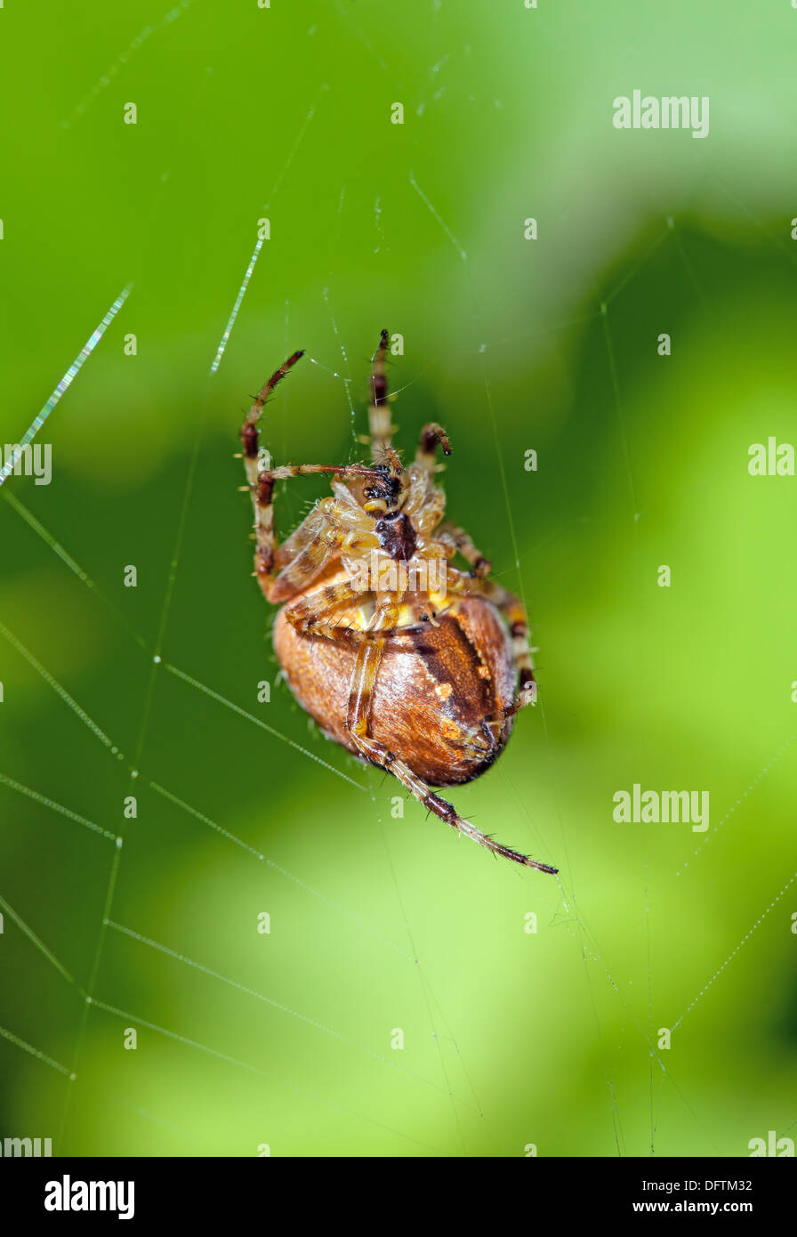 The poisonous spider sits in a web Stock Photo