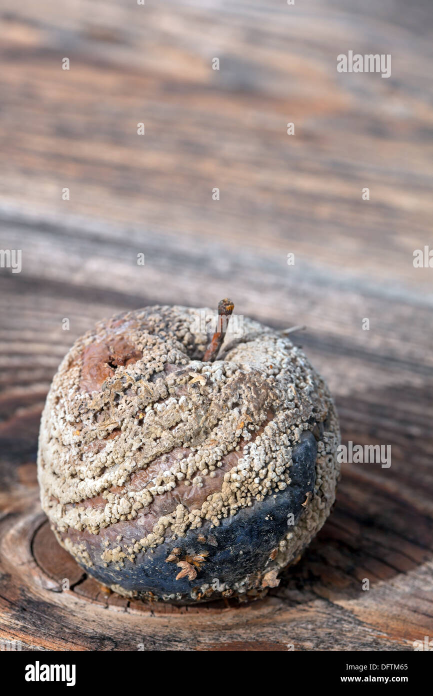 Apple tree against wall hi-res stock photography and images - Alamy