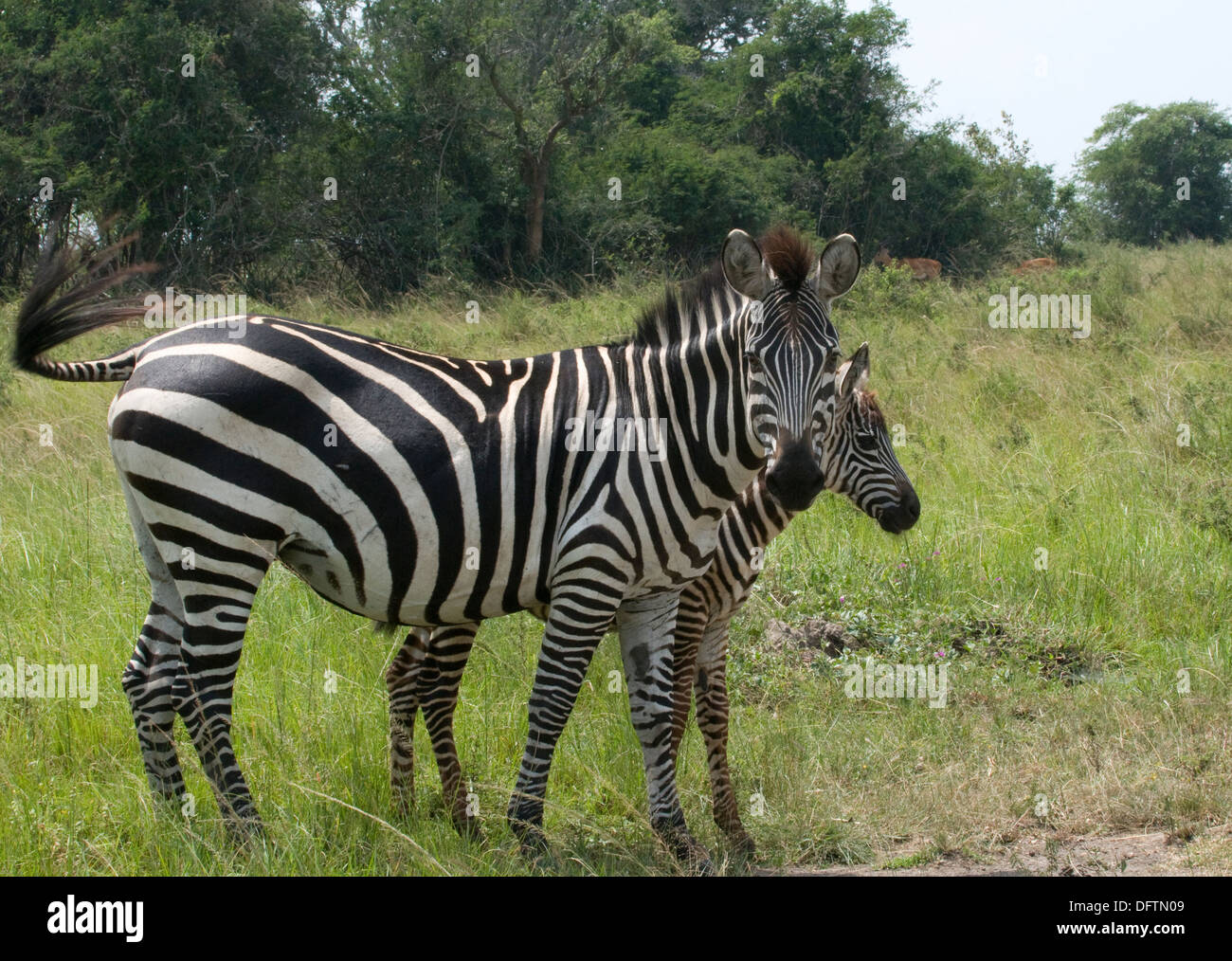 Female african plains zebra foal hires stock photography and images Alamy